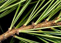 Fascicled Leaves
