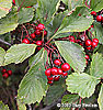 fruit