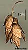 infructescence