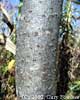 trunk