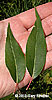leaves