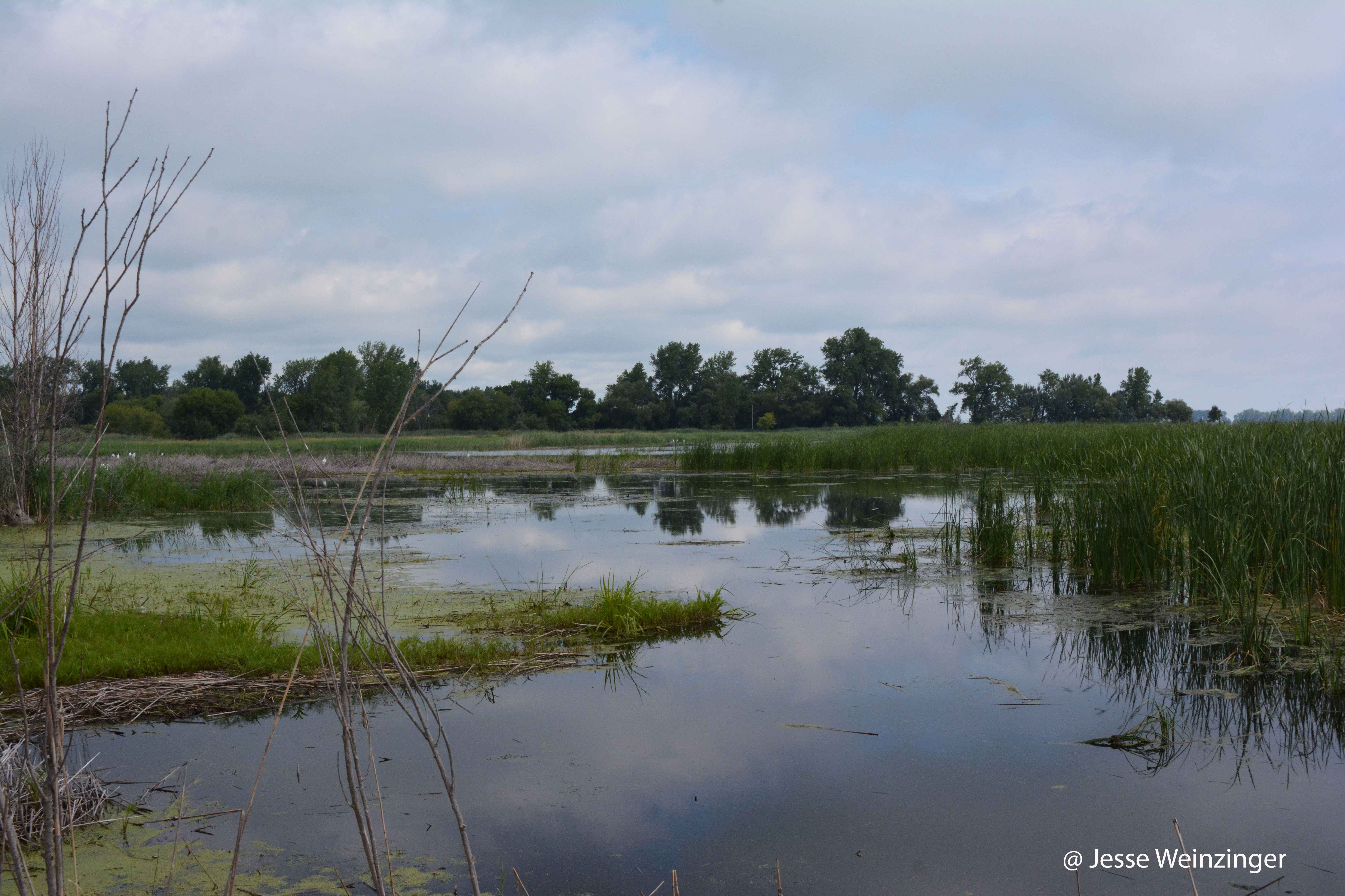 Emergent Marsh coastal