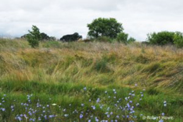 Surrogate Grassland